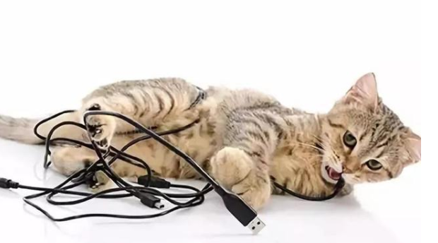 Why do cats like to bite wires?